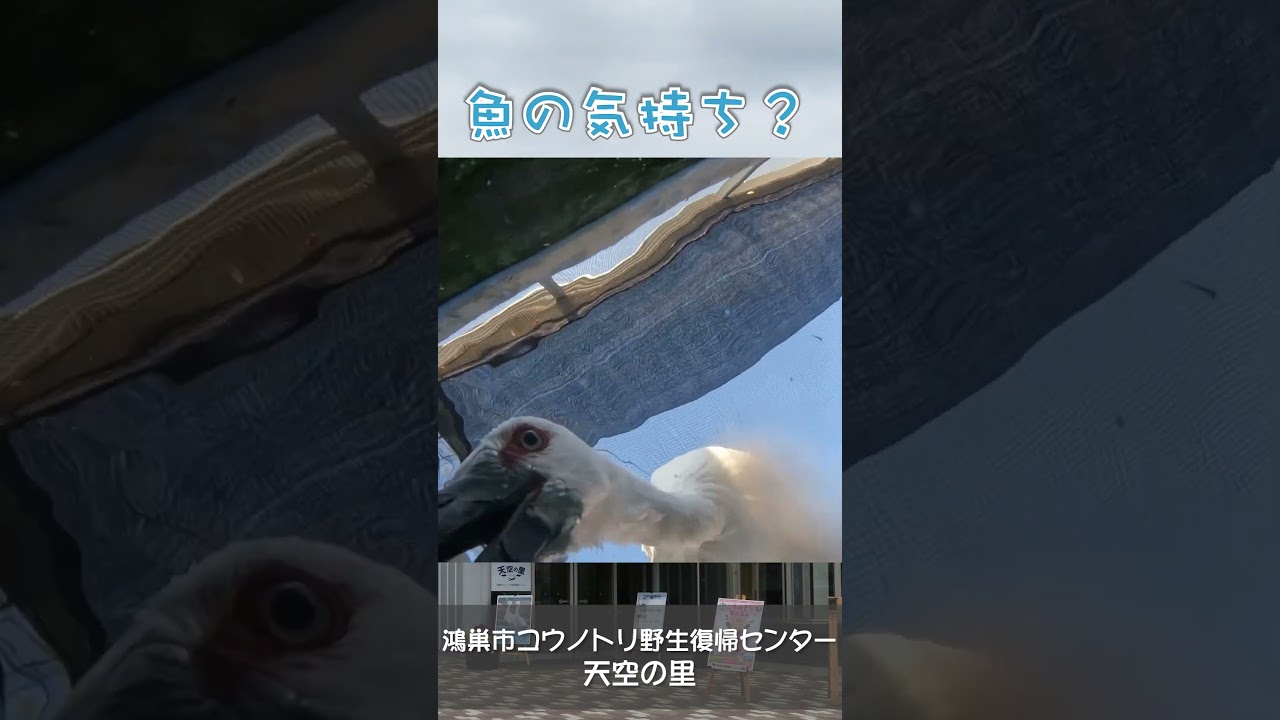 魚の気持ち - YouTube