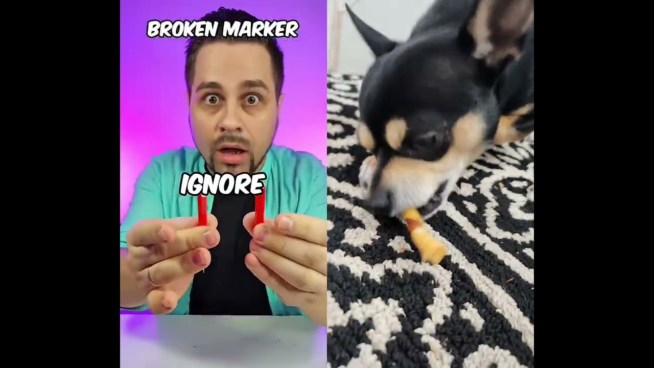 Do everything #collab ##viralshorts #viralvideo #fyp #chihuahua #remiroyale92