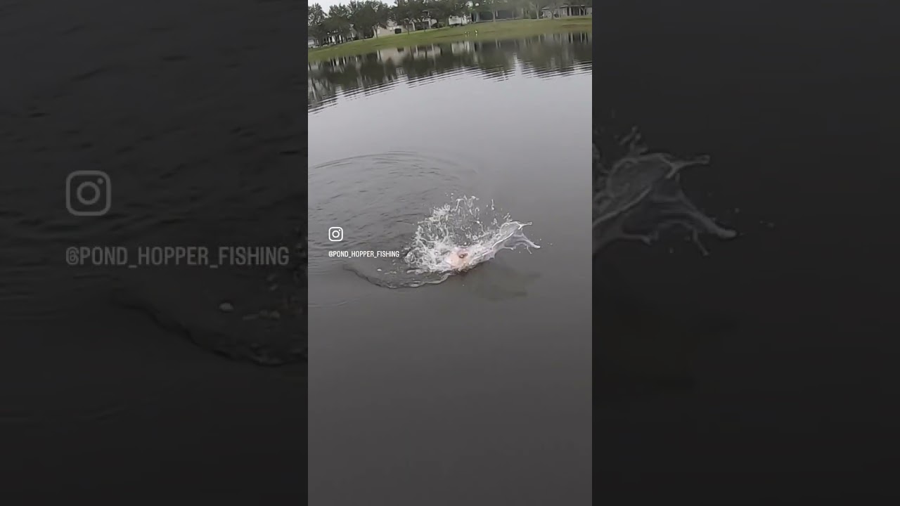 Drop offs and BIG BASS! #fishing #florida #bass #shorts #kayak #viral #crankbait #lake
