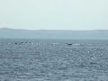 Big pod dolphins