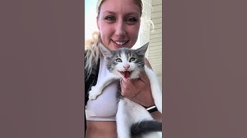 The cat distribution system has chosen us ✨ #adoptstrays #rescuecat #straycat @ladyaguilera2.0