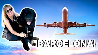 Bringing My Guide Dog to SPAIN! (his longest flight yet + how I did it)