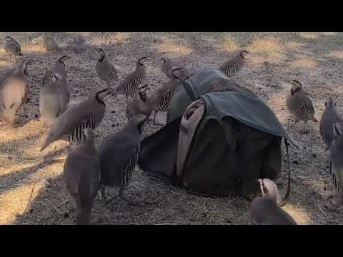 طيور الحجل طيور القبج الصيد البري عشاق الطبيعة