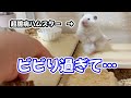 【超臆病ハムスター】お迎え11ヶ月でもこの有様
