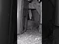 Hedgehog making noises in the garden
