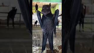 " Cute to wild animals transformation! 😉 #AnimalTransformation #Story #Transformation #Animal