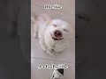 cute dog #petparent #puppy