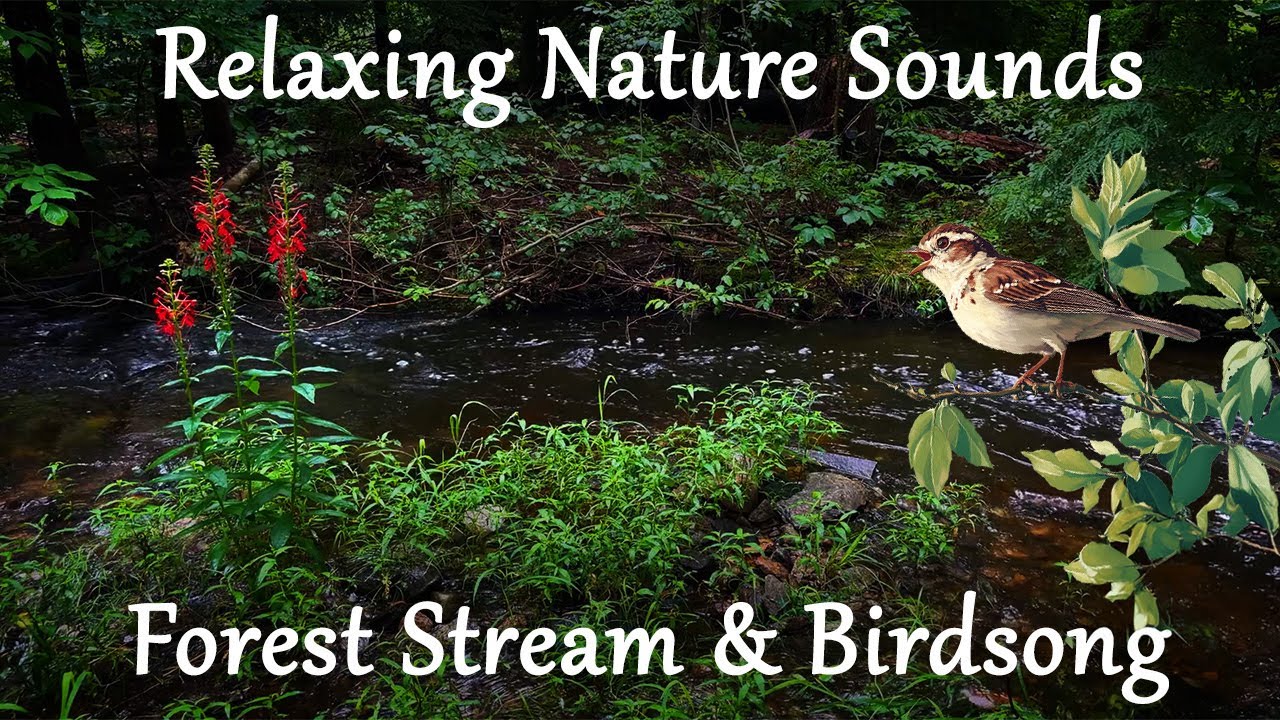 Forest Stream and Birdsong Relaxing Nature Sounds 10 Hour - (Natural ...