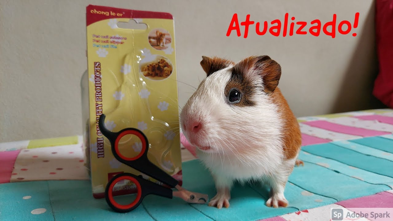 COMO CORTAR AS UNHAS DOS PORQUINHOS DA INDIA! detalhado