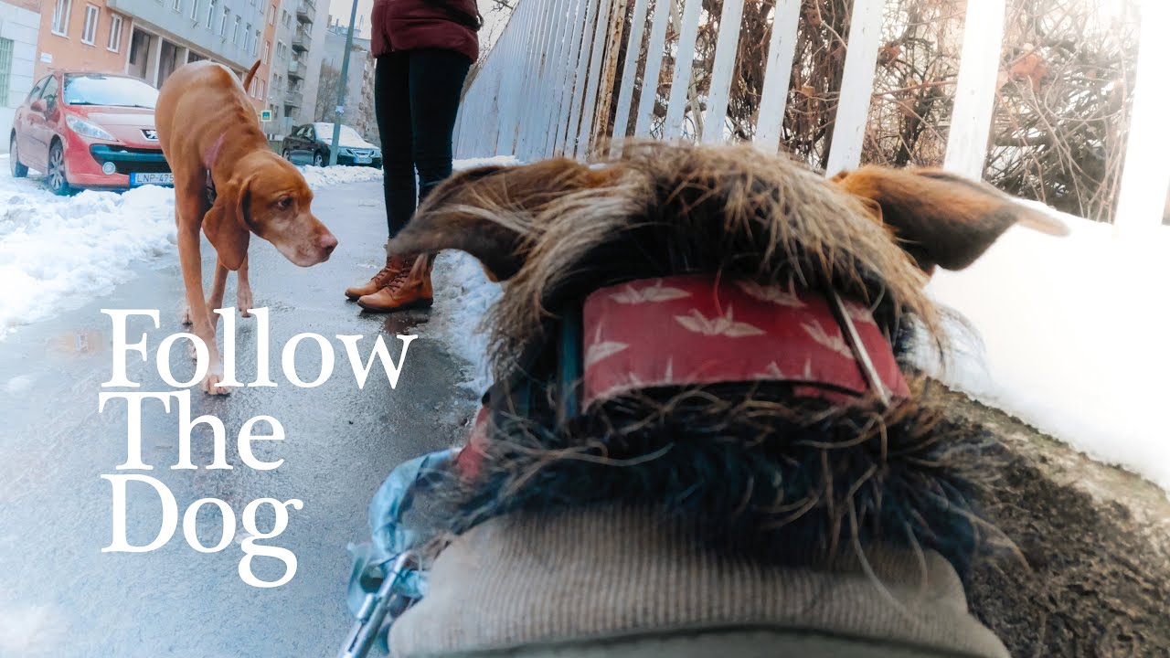 POV Walking My Dog in Budapest streets – No Talking | No Music