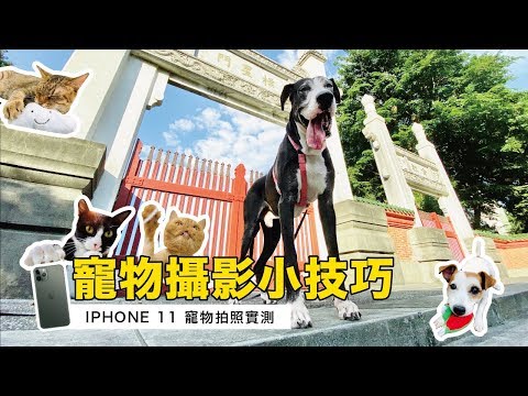 【手機攝影小技巧】iPhone11寵物拍照實測