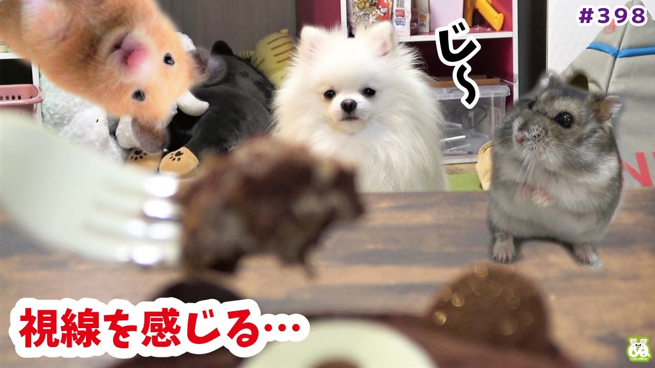 飼い主を全力で無視するハムスターと犬 ３周年 Youtube