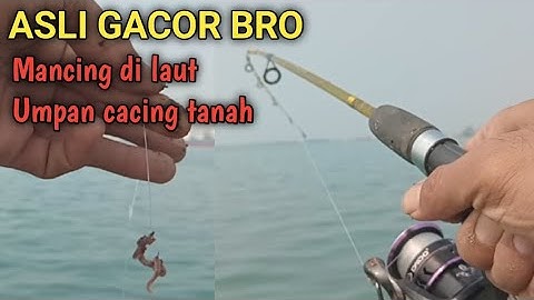 ASLI GACOR BRO Mancing di laut umpan cacing tanah, Fishing videos