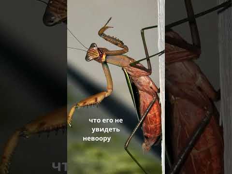 'Богомол: Идеальные охотники с молниеносной атакой!' #животные #calmshorts #facts #animals #богомол