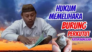 katuranggan perkutut || Hukum memelihara burung perkutut katuraanggan