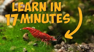 Learn How to Keep Cherry Shrimp in Just 17 Minutes