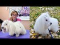 Coton De Tulear Grooming