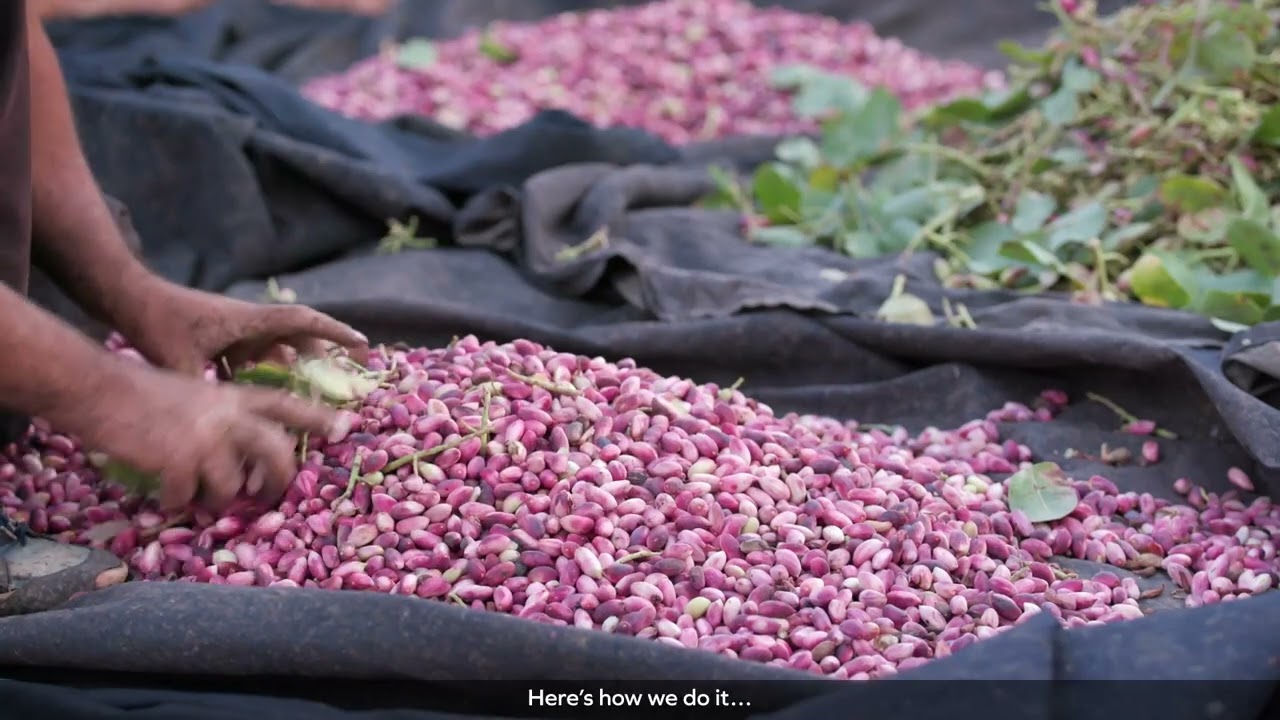 Edete 2025 Pistachio Growers subs