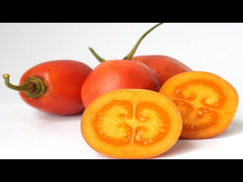 Video: Árbol De Tomate. Propiedades Valiosas