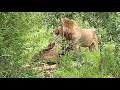 Sabi Sand Private Game Reserve - The lion moved the Buffalo carcass to get a better feeding position