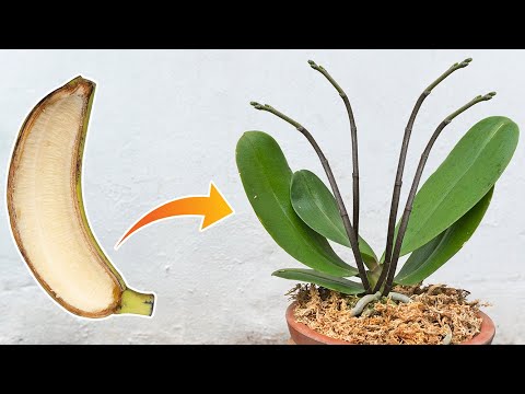 Video: Growing Vanda Orchid - Lær om omsorgen for Vanda Orchid