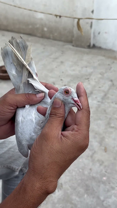 #pigeon #raisenpigeons #hiphoporrap #kabootar #kabutarandekabdetehain #musicgenre #bird #kabutar
