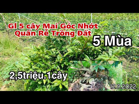 Video 0984669091. Gl 5 cây mai góc nhớt quấn rễ 5 mùa trồng... - youtube