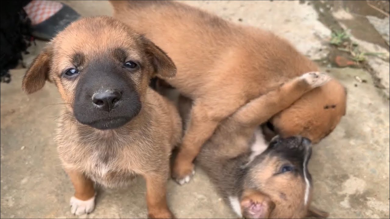 ついに見つけた野良犬の子犬達、何しても可愛い💕 I finally found it! cute puppies