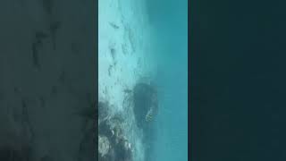 The silence in the water ☺️ #ocean #viral #shorts #water #fish #peace #silence #satisfying #relax