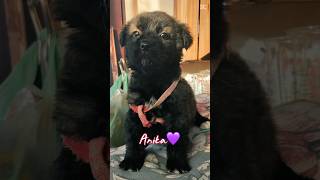 💜Anika, Splendida Cucciolina Taglia Piccola, Cerca Casa 🏠 | Amore Randagio Odv #shorts #puppy #dog