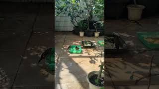 burung mandi di aviary  #nature #kicaumania #emprit #burung #kicaumanianusantara #finch #bonsaimini