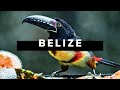 Belize travel documentary  realm of the howler monkey