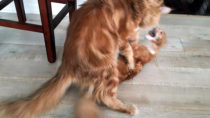 Video 10731011: red maine coon kitten, adorable maine coon kitten, cute maine coon kitten, baby maine coon, cat