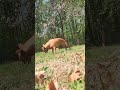 #dogs
