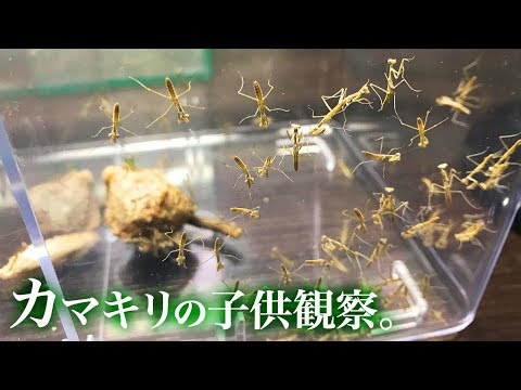 カマキリの卵があったので子供を観察しました ヨーグルトで餌やり Youtube