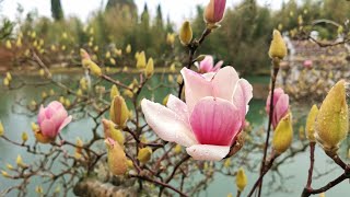 Цветение Магнолии Как цветёт МАГНОЛИЯ Красивый сад с прудом и лебедями