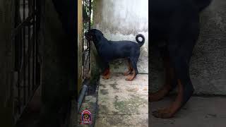 ROCKY #fyp #foryou #foryoupage #viralvideo #viralshort #trending #shorts #reels #srilanka #pets