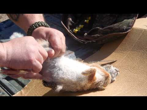 How to Field Dress a Rabbit- Prepper Survival Skills