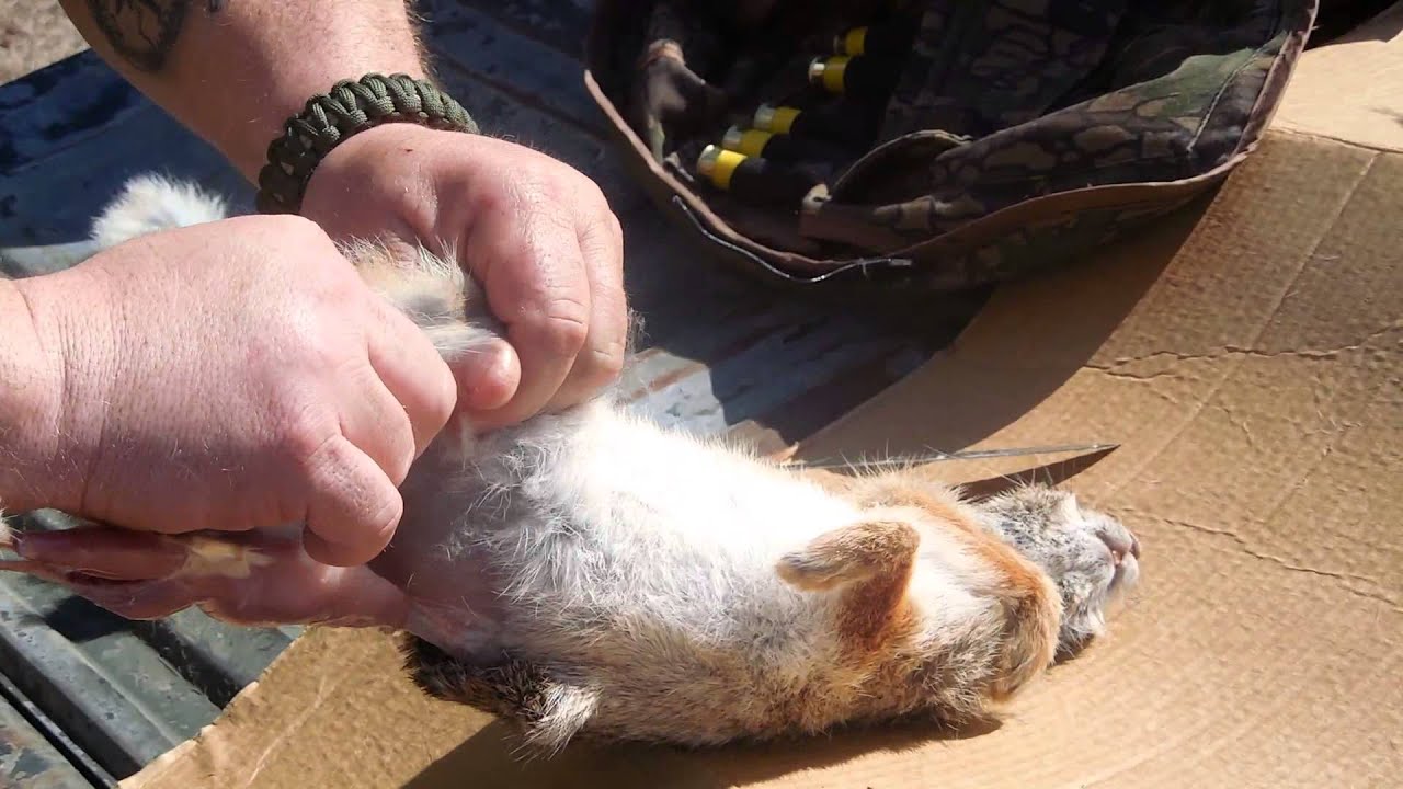 How to Field Dress a Rabbit- Prepper Survival Skills - YouTube