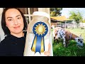 Did our HARD WORK pay off? 🤩 (milking star awards for our little backyard goats)