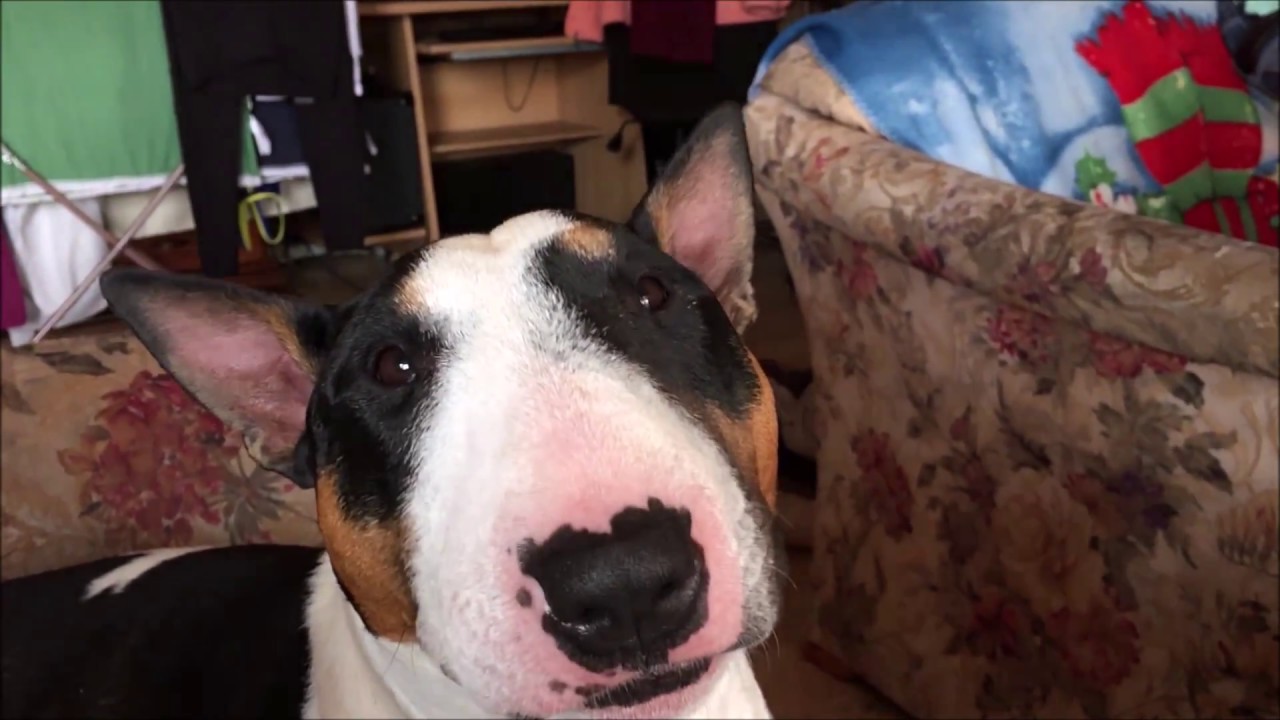 Miniatur Bull Terrier knurrt und bellt ohne Grund YouTube