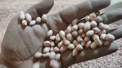 groundnut sorting- mark color sorter commandor 💯 book your machine📞7094437594