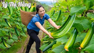 Harvesting Cucumber & Goes to the Market Sell - Harvesting & Cooking || Ly Thi Hang Daily Life