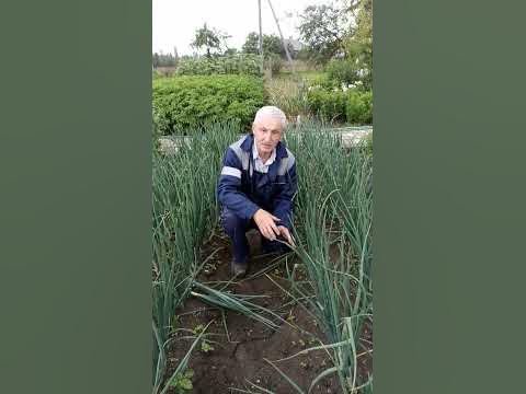 Последняя и очень важная подкормка лука. - YouTube