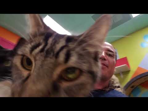 Slacking off with cats! 8/7/18