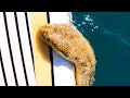 Venomous Sea Snake Encounter #Shorts