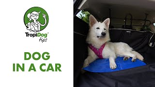 TropiDog tips #01 - How to prepare your dog for the journey? by TropiDog 672 views 4 years ago 7 minutes, 34 seconds