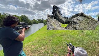 Giant breeding Iguanas take over Florida Canal! Hired to Remove Them!