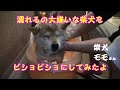 濡れるのが大嫌いな柴犬をバシャバシャ洗ってみた