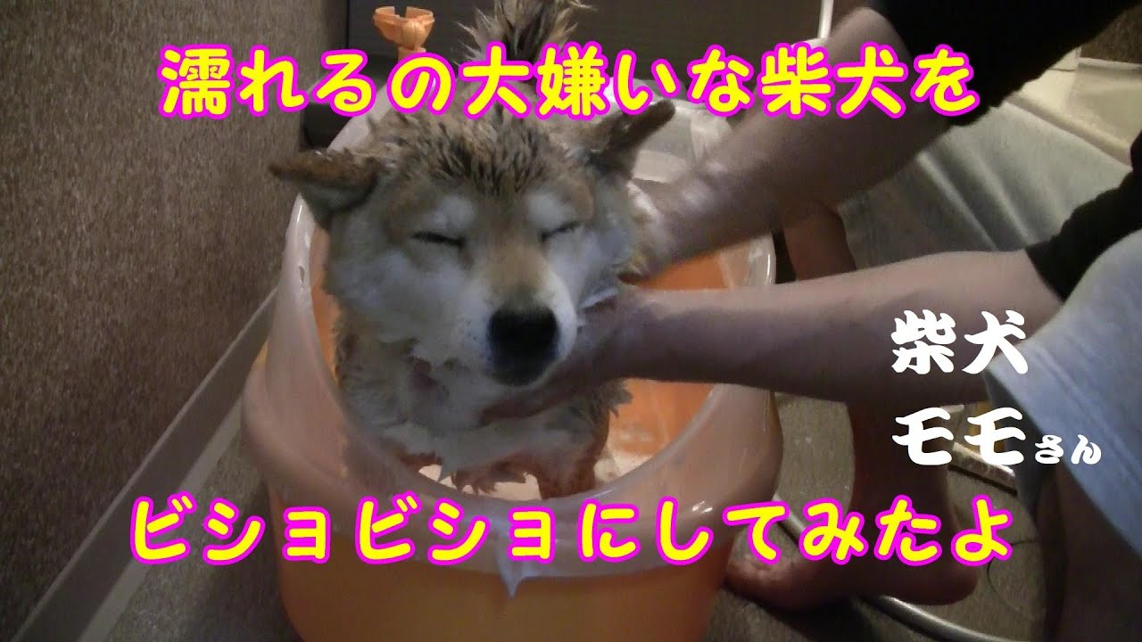 しば犬です。私の汗と涙が染み付いています。 しば犬です。私の汗と涙が染み付いています。 濡れるのが大嫌いな
